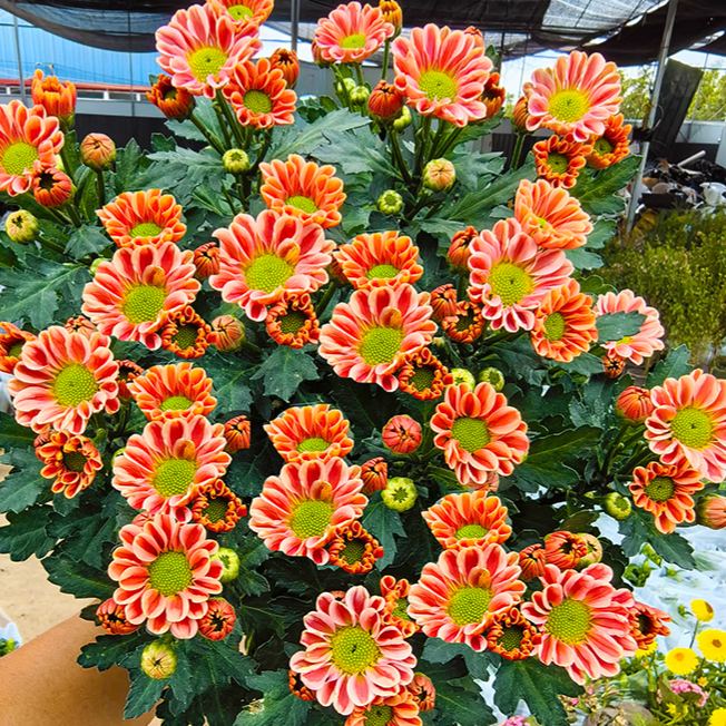 🌼 Lovely Mini Daisy — Bellis Perennis 🌼