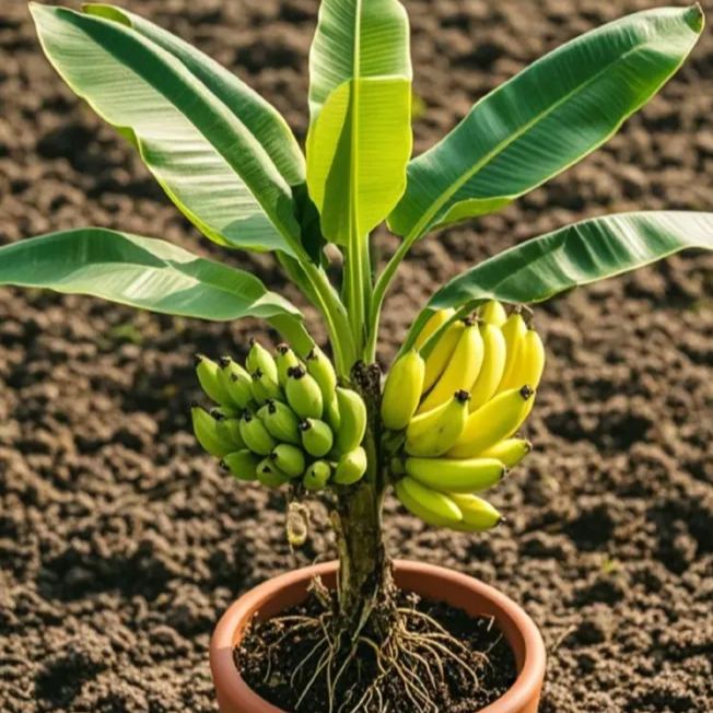 🍌Dwarf Potted Banana Seeds