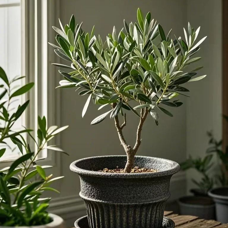 🍌Dwarf Potted Banana Seeds