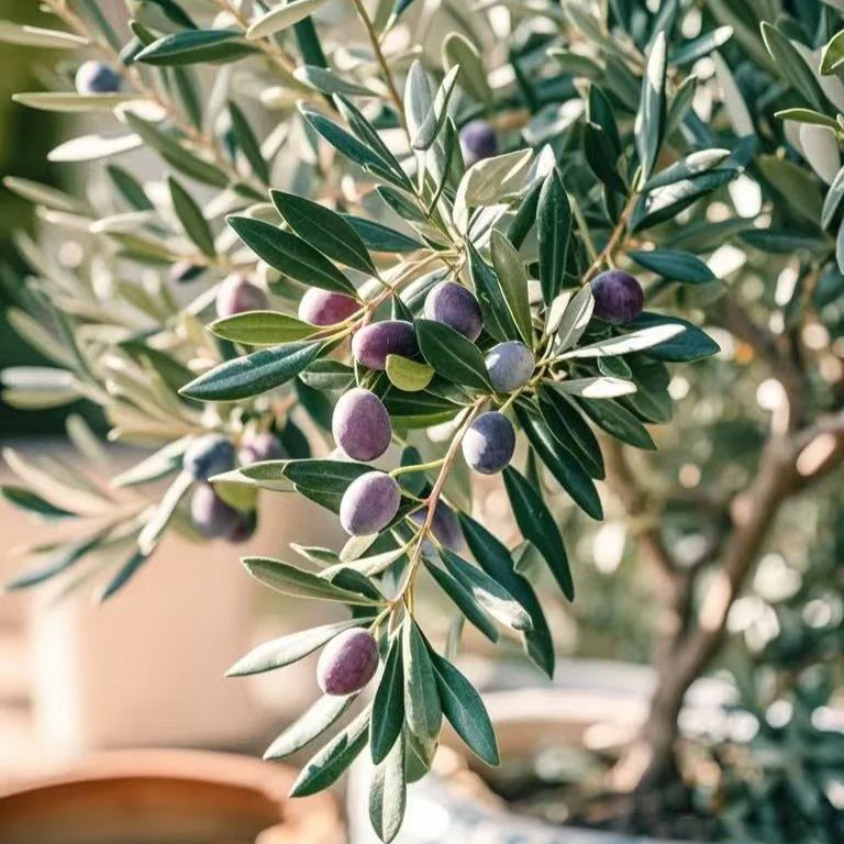 🍌Dwarf Potted Banana Seeds
