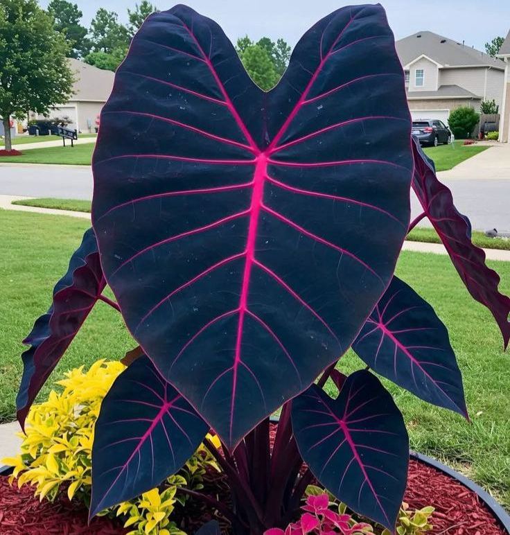 🌿Giant Caladium Seeds