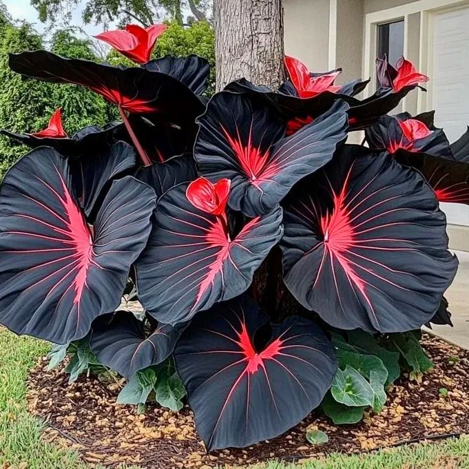 🌿Giant Caladium Seeds