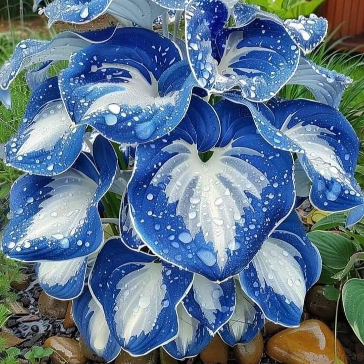 🌈 Multi-colored Hosta Seeds