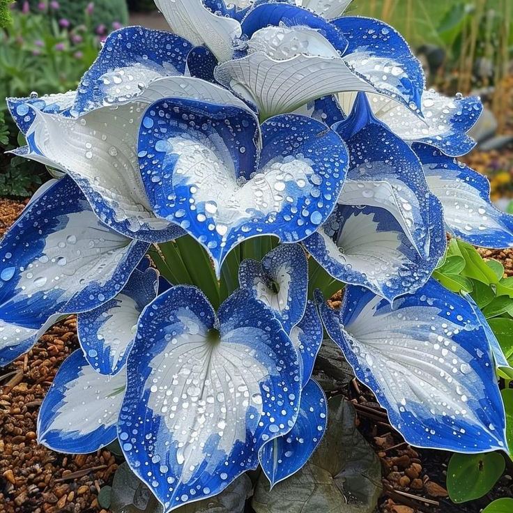 🌟 Aurora Hosta — A Rare Jewel with an Icy Glow ❄️