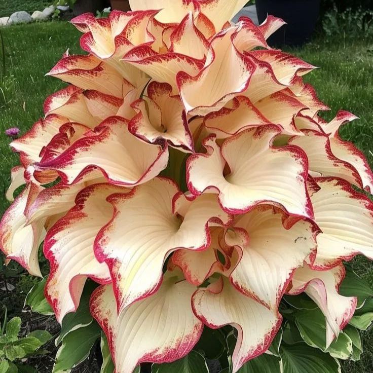 🌟 Aurora Hosta — A Rare Jewel with an Icy Glow ❄️