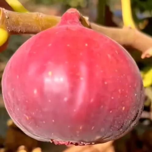 🍑Super Giant Fig Tree Seeds - The Sweetness of a Peach in Every Bite! 🌟