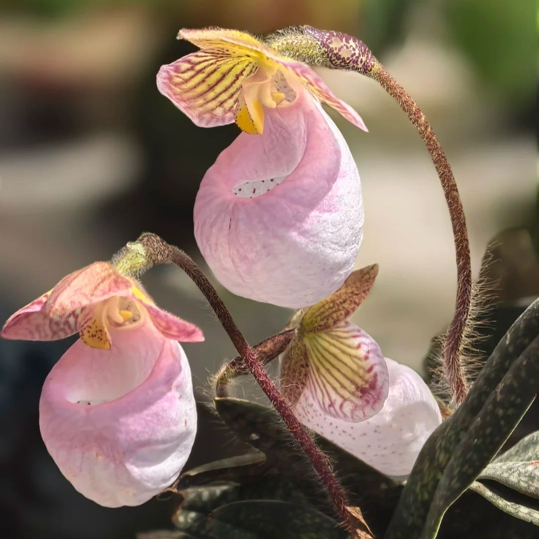 🌿 Bloom with Grace: Slipper Orchids – Nature’s Most Elegant Surprise 💕