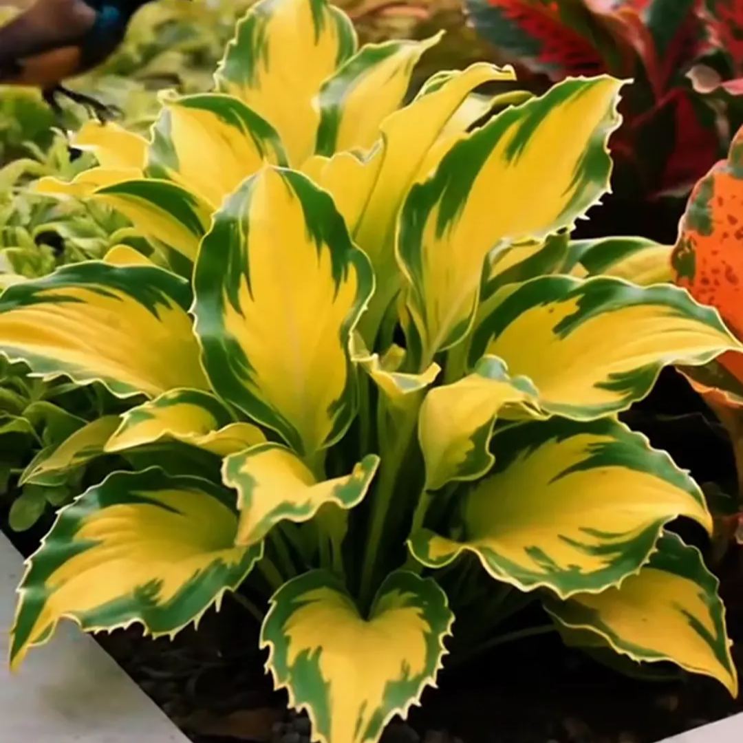 🌞 Easy-to-grow lace hostas for stunning garden borders