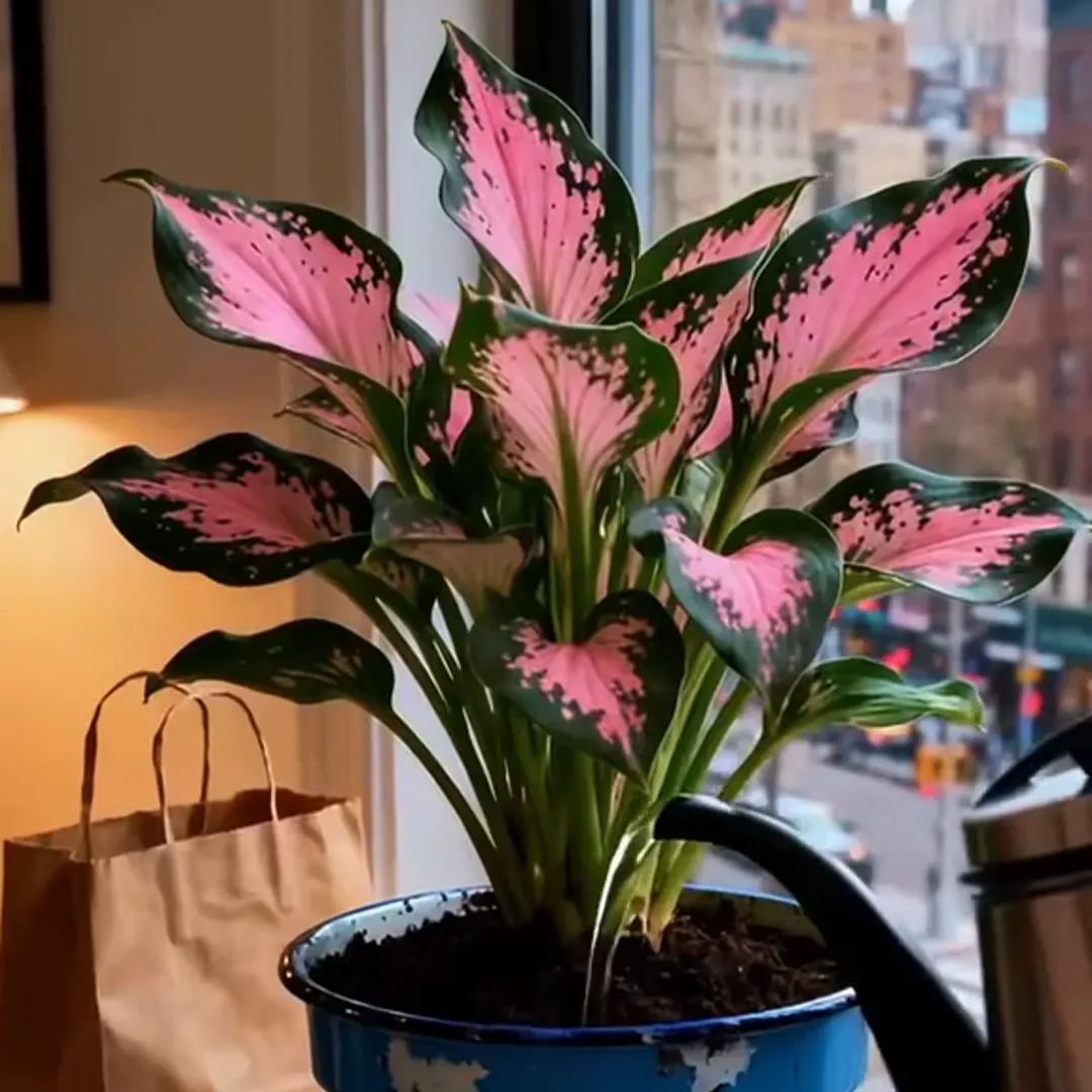 🌞 Easy-to-grow lace hostas for stunning garden borders