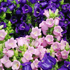 Chimes Flowers Seeds