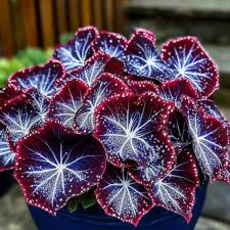 Begonia Garden Seeds-Colorful Blooms for Your Garden! 🌸🌈