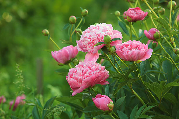 🏵️🌱Six-color peony flower