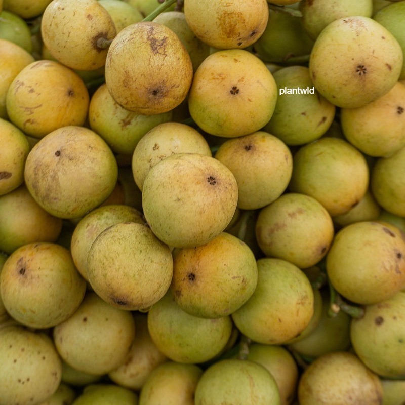 ⚡HOT SALE🔥Burmese Grape seeds🍇70% OFF❗