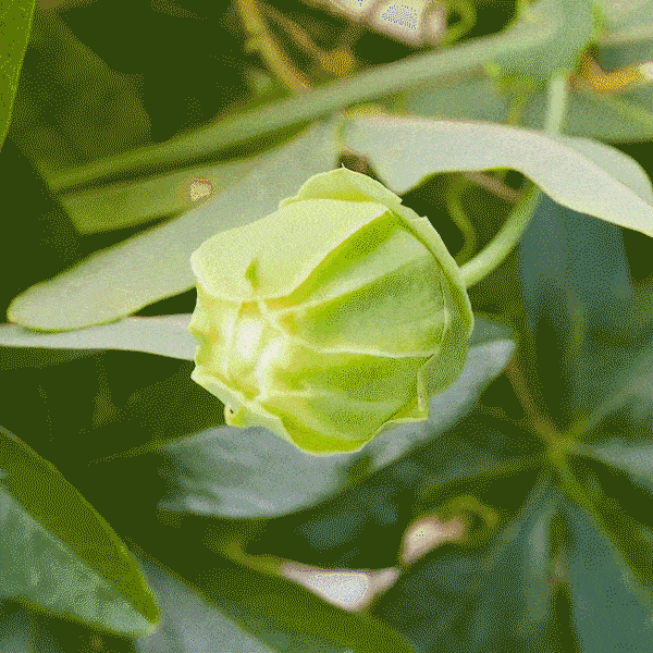 Blue Crown Passion Flower (Passiflora Caerulea) Seeds