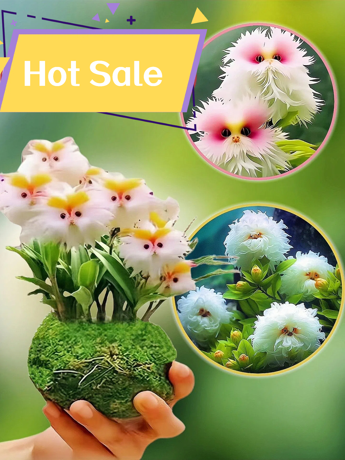 🔥Novel Plants! Dazzling Cat's Eye Seeds🔥2024 New Arrivals
