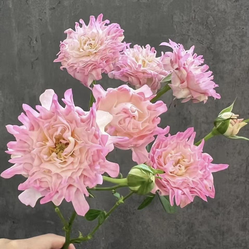 Rare Pink Kite Roses
