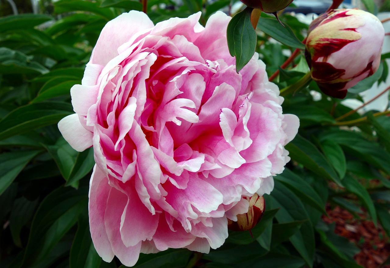 🏵️🌱Six-color peony flower