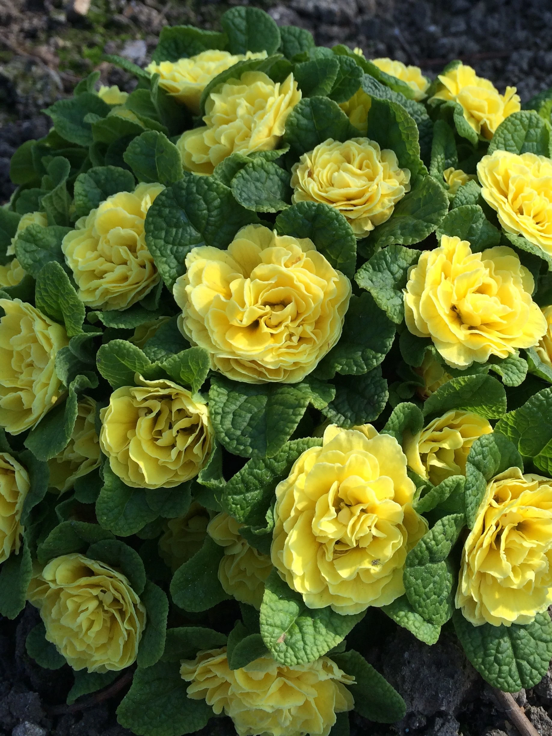 💐🌱One seed for one bouquet：💖Primrose Rose Seeds🌹