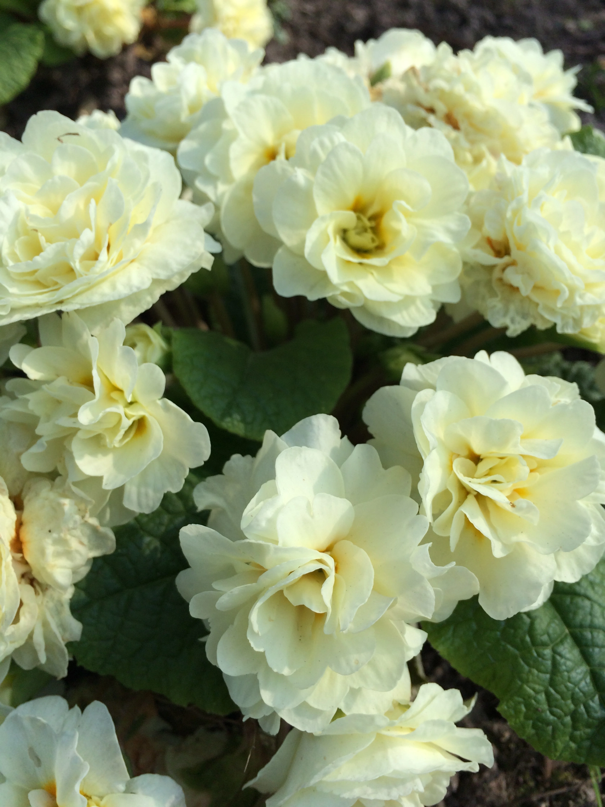 💐🌱One seed for one bouquet：💖Primrose Rose Seeds🌹