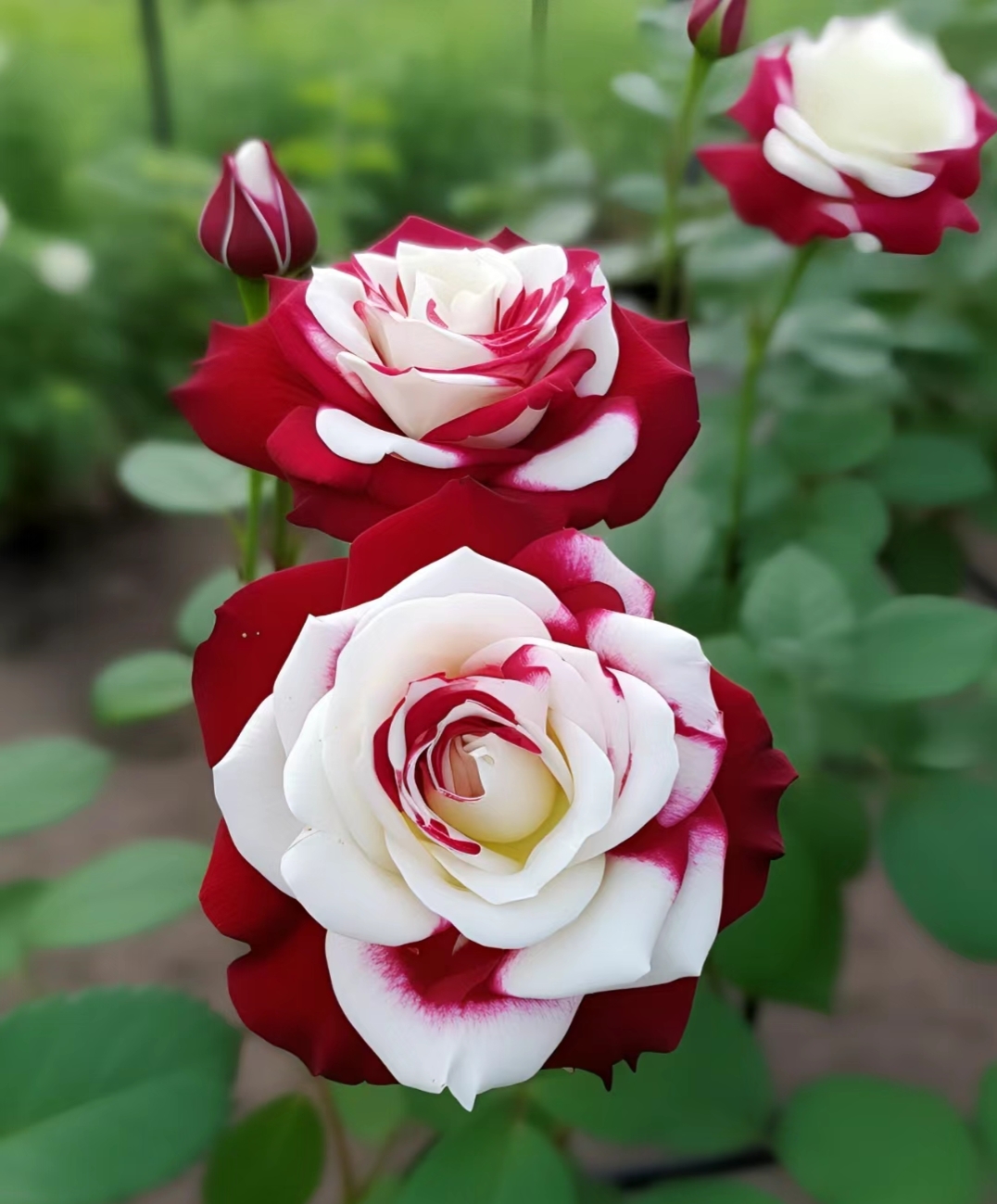 Rare Twin Roses