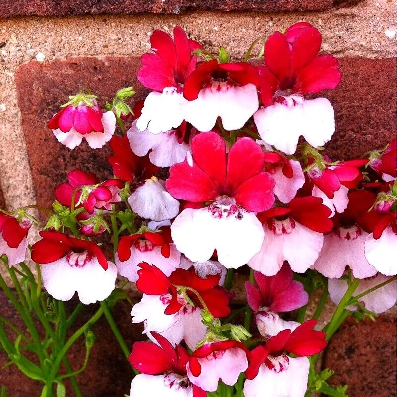 Red & White Nemesia Strumosa Flower Seeds🌸✨