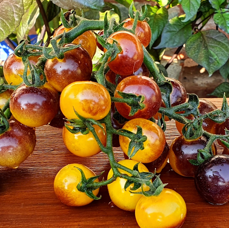 Tomato Reisetomate-Plant them 🌱, and  harvest next month! 🍅🍅🍅