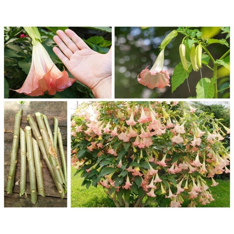 Pink Angel Trumpet