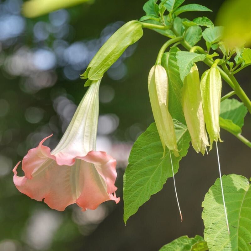 Pink Angel Trumpet