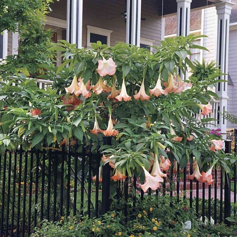 Pink Angel Trumpet