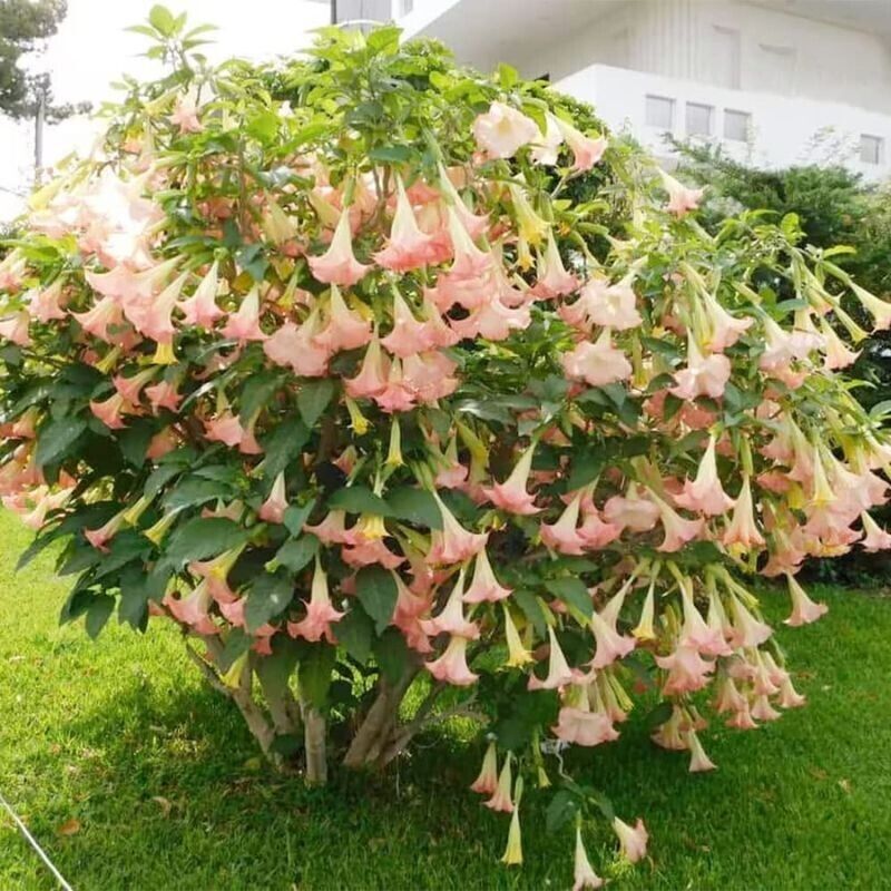 Pink Angel Trumpet