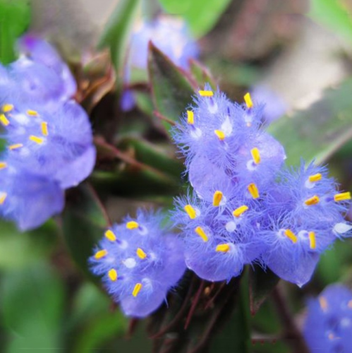 Cyanotis-Purple Blue Perennial Plants Flowers