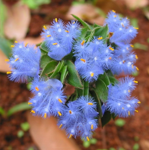 Cyanotis-Purple Blue Perennial Plants Flowers