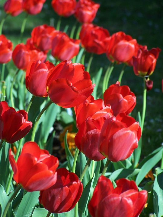 🌷Tulip Red Chang'an🎊40%OFF