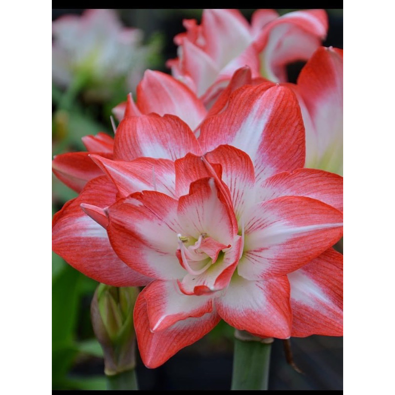 🌷mehrfarbige Amaryllis🌵36 % Rabatt