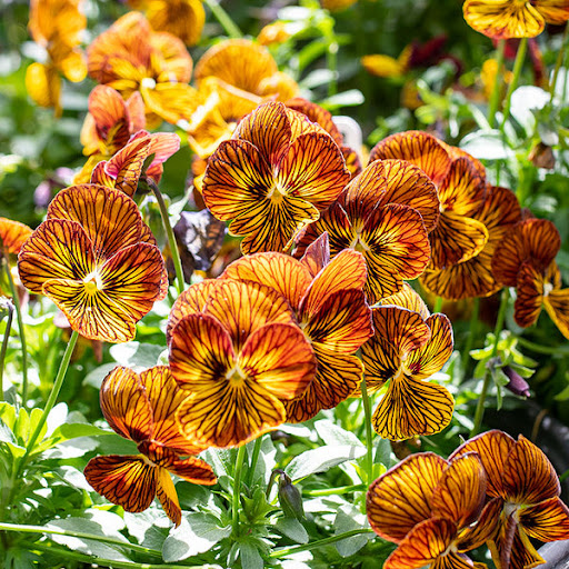 Striped Pansy Seeds