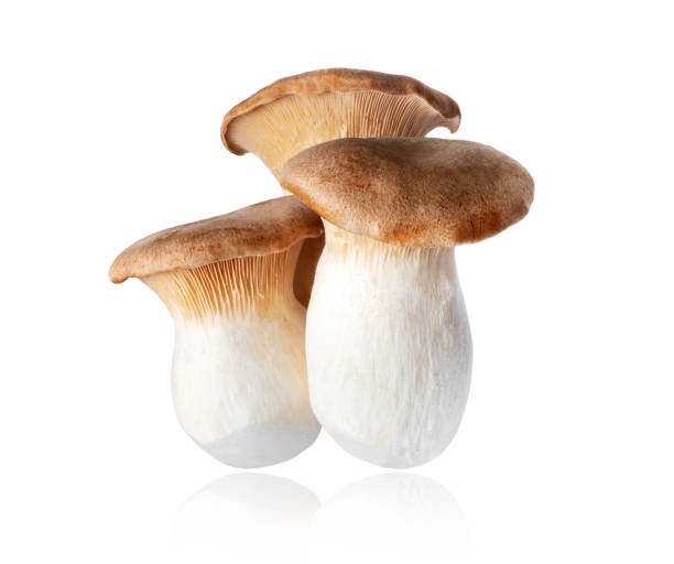 杏鮑菇 Oyster Mushrooms
