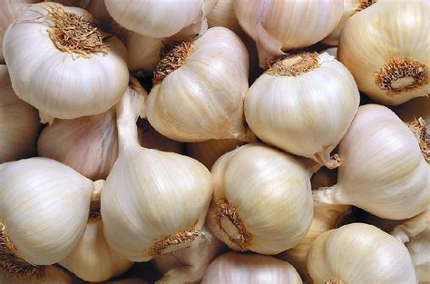 【目前倫敦限定】西班牙大蒜 Garlic