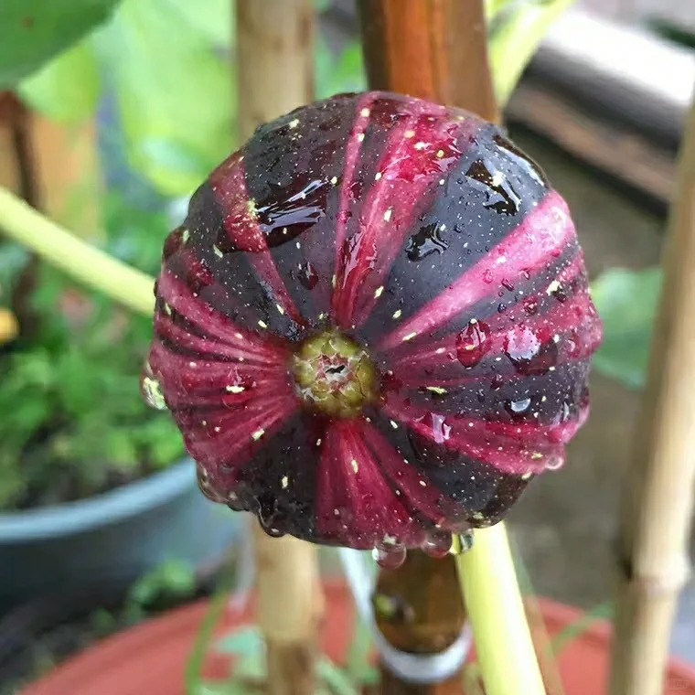 🌈Bordissort Negra Rimada-Rainbow Fig