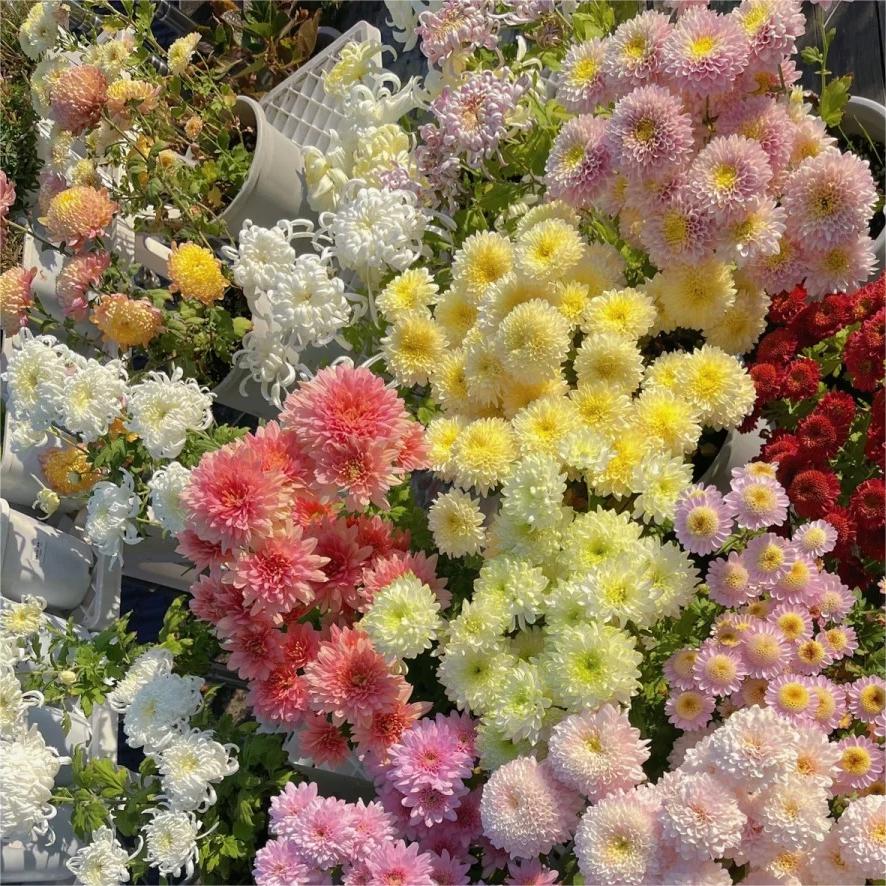 Summer mixed flower seeds-a sea of flowers