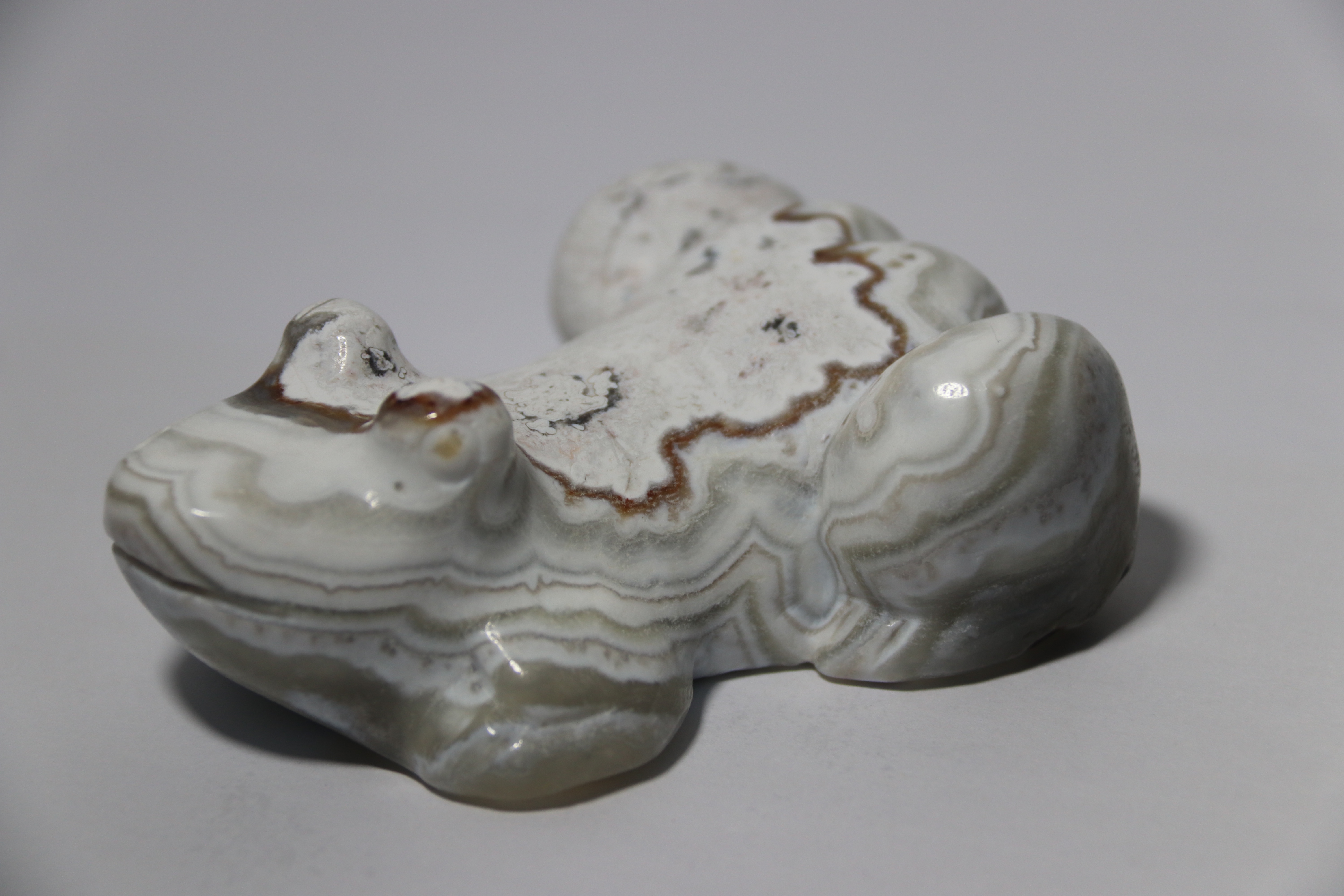 Mexican lace agate frog