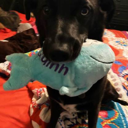 Personalized Fish Dog Toy