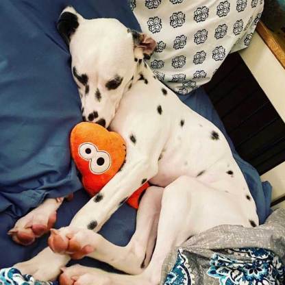 Personalized Fish Dog Toy