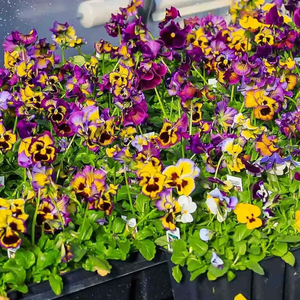 Outdoor Artificial Pansy Flowers