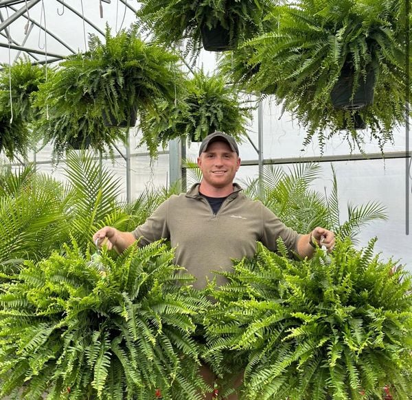 ✨This Week's Special Price $9.98💥Boston Fern