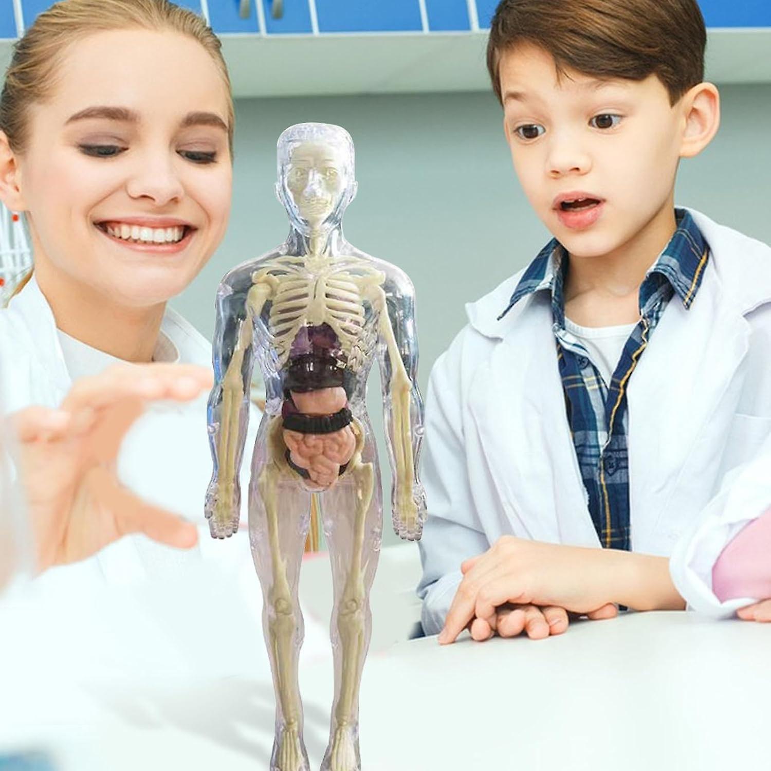 🔥Last Day 50% OFF🎄Clear Human Body Structure Model