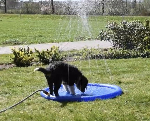 Dog Sprinkler Mat