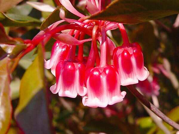 Rare Tuberose Enkianthus Seeds