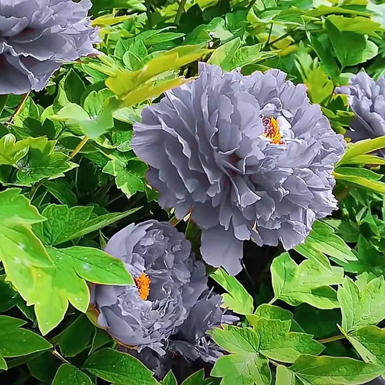 Black Beauty Peony Flower