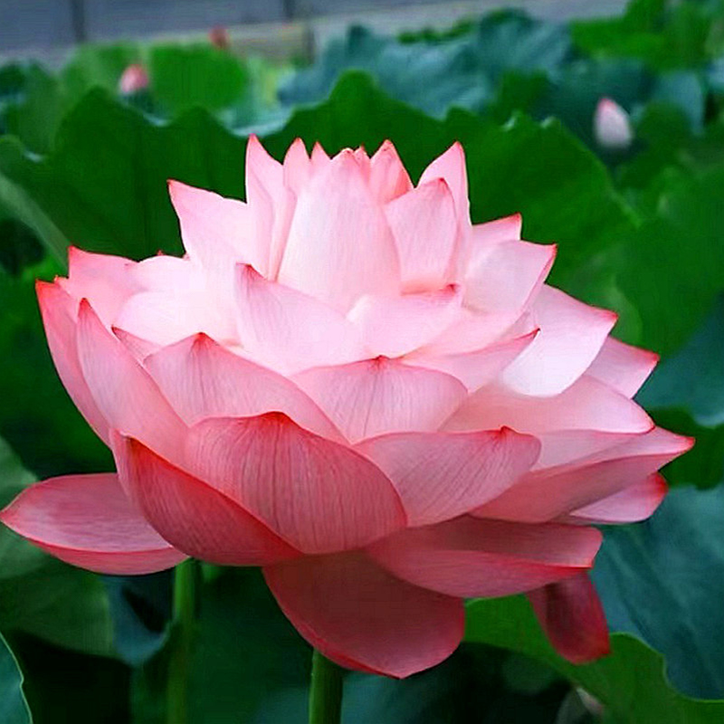 🪷Bonsai Double Lotus Seeds-Pure Heart