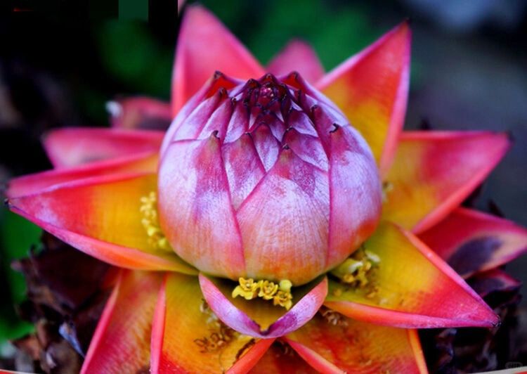 Golden Red Lotus Seeds: Embrace Tranquility with Every Bloom 🌸